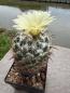 Preview: Coryphantha palmeri
